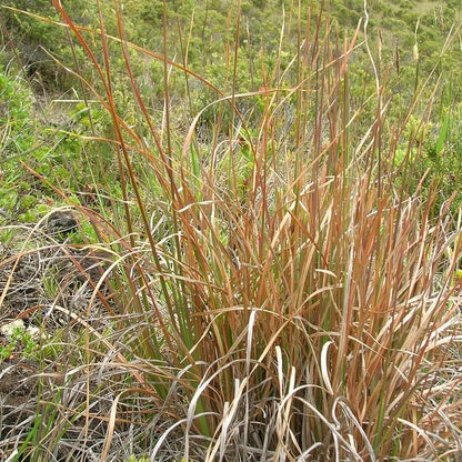 Andropogon virginicus  - Broomsedge, Yellow Bluestem