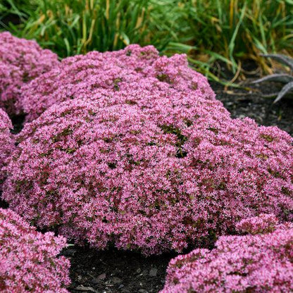 Sedum 'Pride And Joy'  - Rock 'N Grow® Pride And Joy Stonecrop