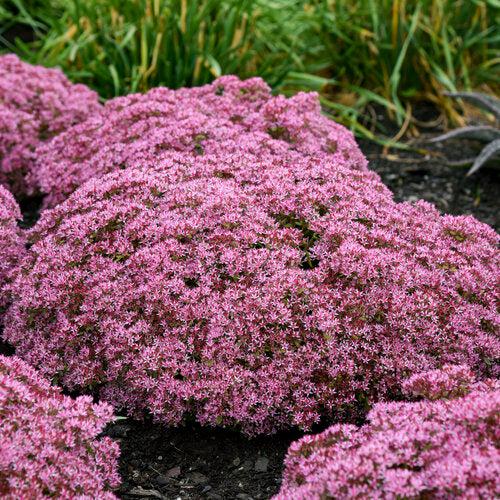 Sedum 'Pride And Joy'  - Rock 'N Grow® Pride And Joy Stonecrop