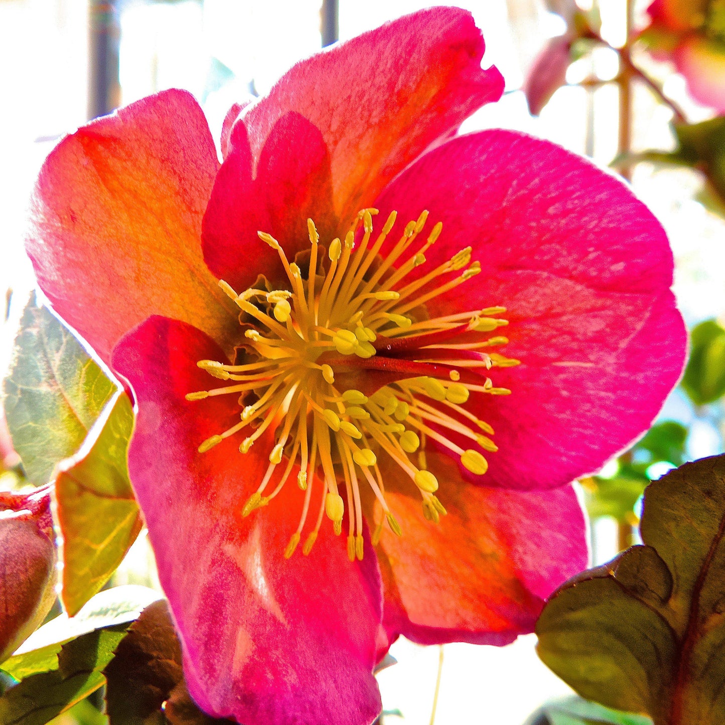 Helleborus x hybridus 'ABCRD01'  - FrostKiss™ Penny's Pink® Lenten Rose