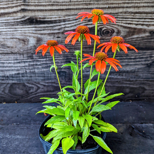 Echinacea x 'Cheyenne Spirit'  - Cheyenne Spirit Echinacea, Coneflower