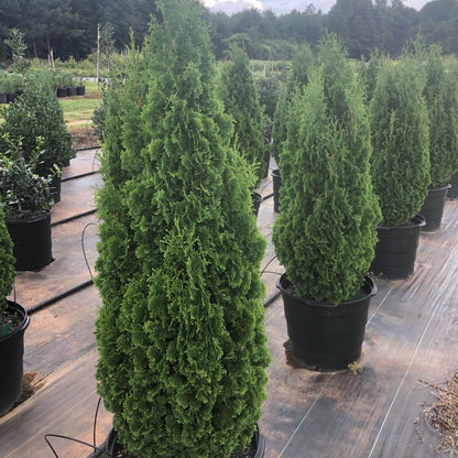 Thuja occidentalis 'Smaragd'  - Emerald Green Arborvitae