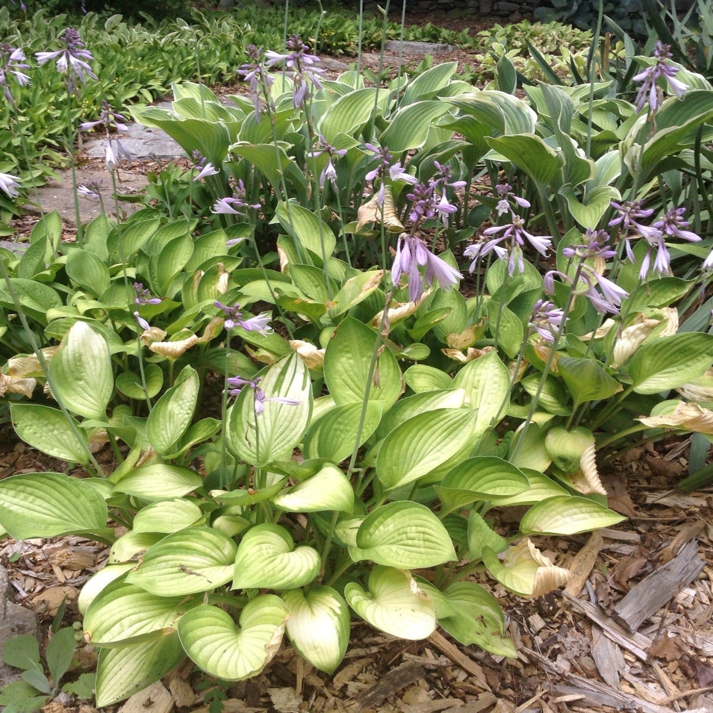 Hosta x 'Gold Standard'  - Gold Standard Hosta