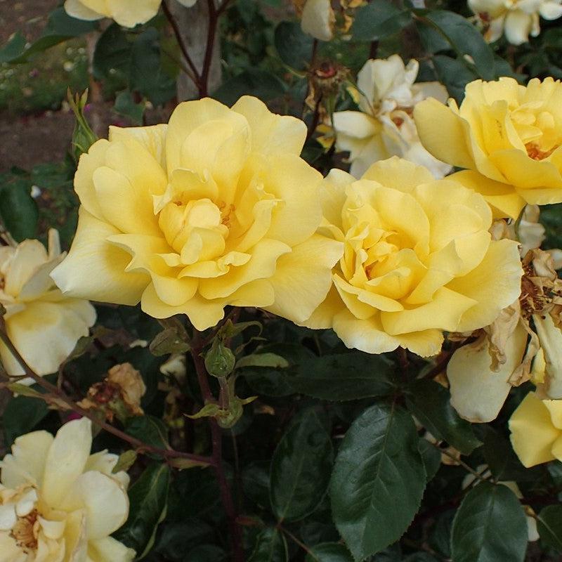 Rosa 'Golden Showers'  - Golden Showers Rose