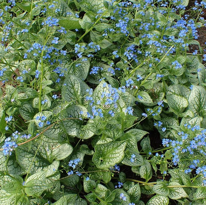 Brunnera macrophylla 'Sea Heart'  - Sea Heart Siberian Bugloss