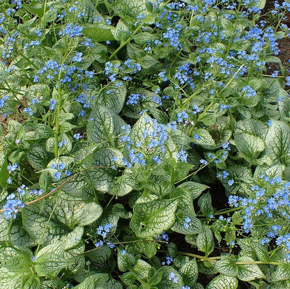 Brunnera macrophylla 'Sea Heart'  - Sea Heart Siberian Bugloss