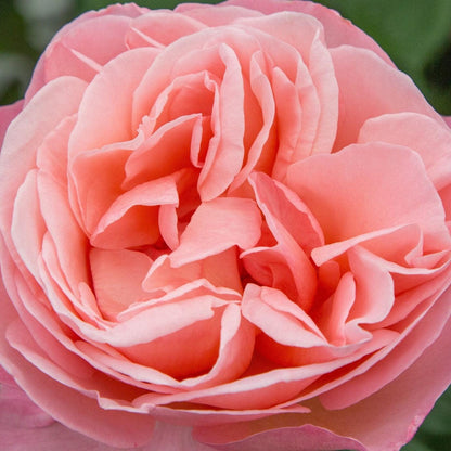 Rosa 'Meinostair' PP 28,659  - Bloomables® Sweet Mademoiselle™ Rose
