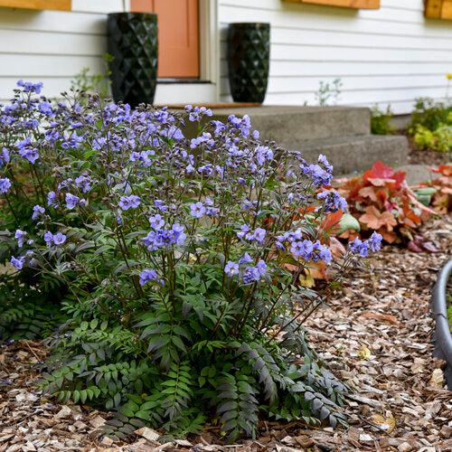 Polemonium 'Heaven Scent'  - PW® Heaven Scent Jacob's Ladder