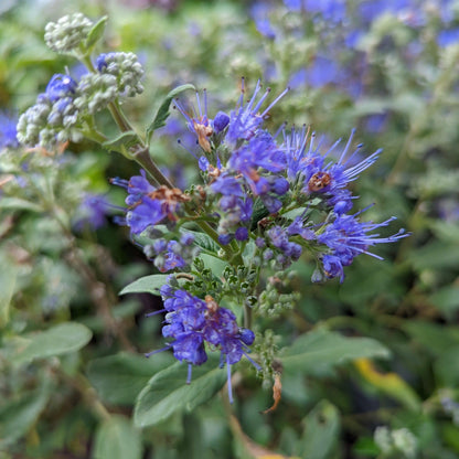 Caryopteris x clandonensis 'CT-9-12'  - Beyond Midnight® Bluebeard