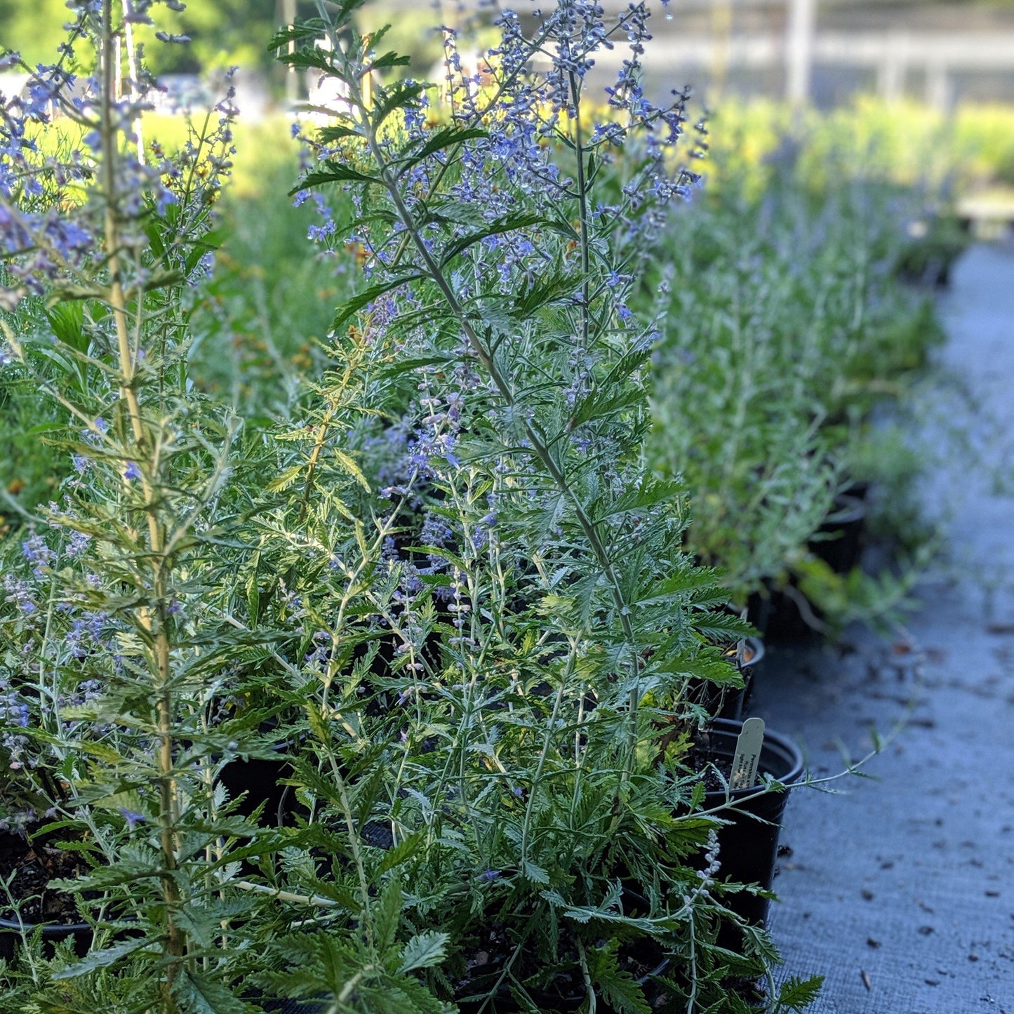 Perovskia atriplicifolia  - Russian Sage