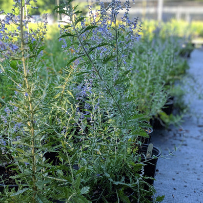 Perovskia atriplicifolia  - Russian Sage
