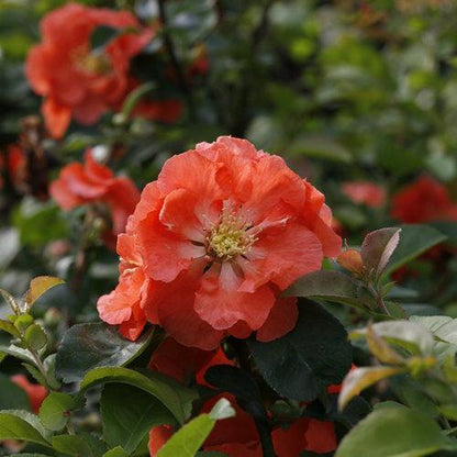 Chaenomeles speciosa 'NCCS4'  - PW® Double Take™ Peach Flowering Quince