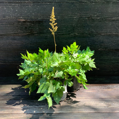 Astilbe chinensis 'Visions'  - Visions Chinese Astilbe, False Goat's Beard