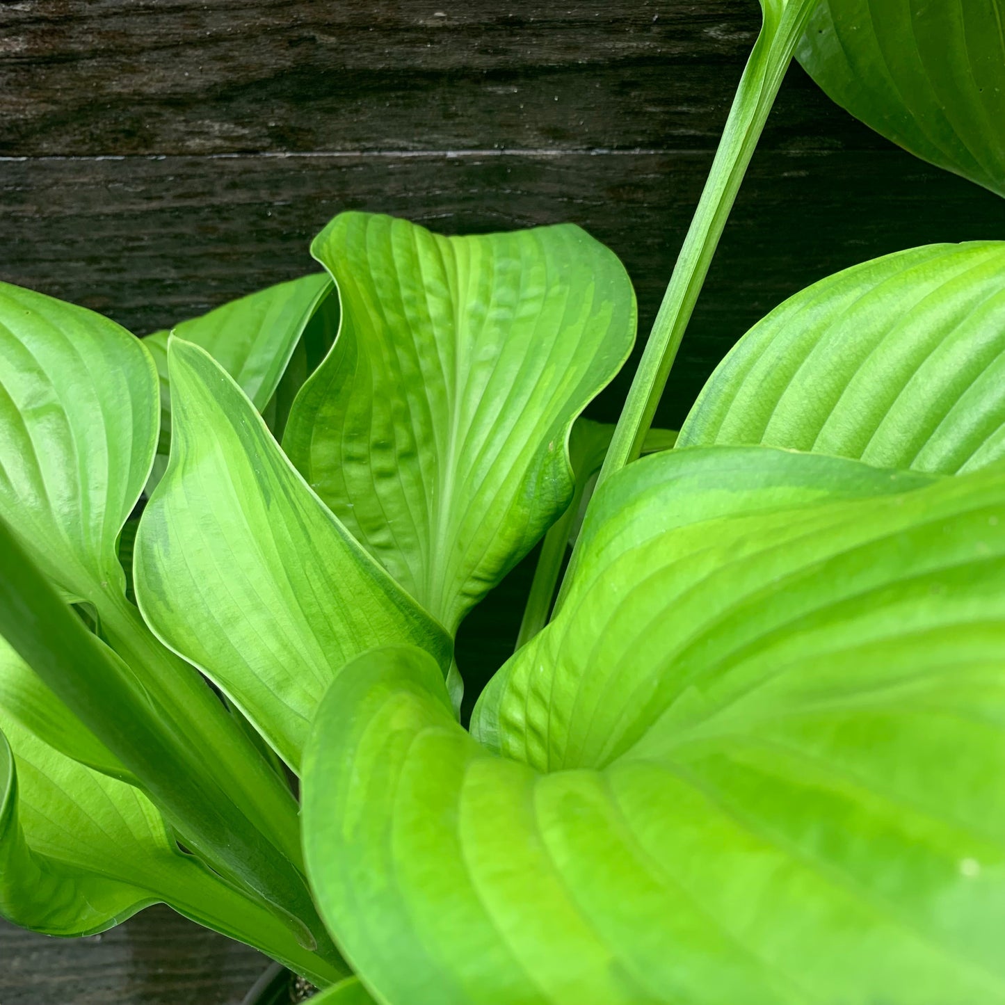 Hosta 'Guacamole'  - Guacamole Hosta
