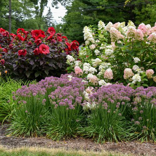 Hydrangea paniculata 'SMHPFL' PP25,135  - Fire Light® Hardy Hydrangea