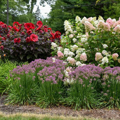 Hydrangea paniculata 'SMHPFL' PP25,135  - Fire Light® Hardy Hydrangea
