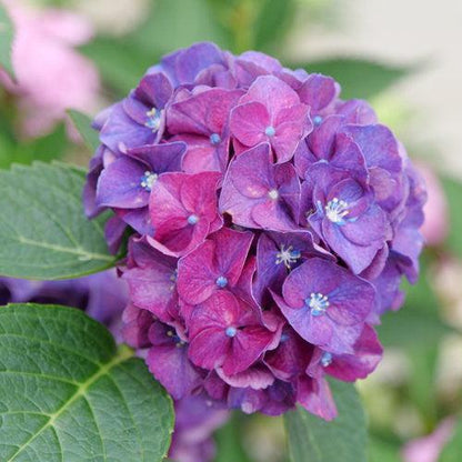 Hydrangea macrophylla 'Stragrum'  - Wee Bit Grumpy® Hydrangea