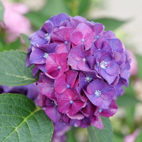 Hydrangea macrophylla 'Stragrum'  - Wee Bit Grumpy® Hydrangea