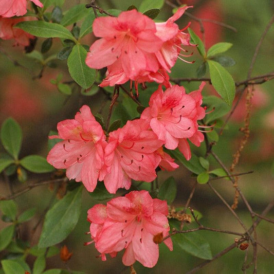 Rhododendron 'Blaauw's Pink'  - Blaauw's Pink Azalea