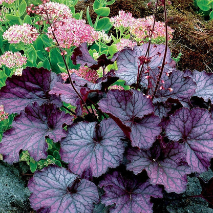 Heuchera x 'TNHEUNEP' PP#30568  - Northern Exposure™ Purple Heuchera