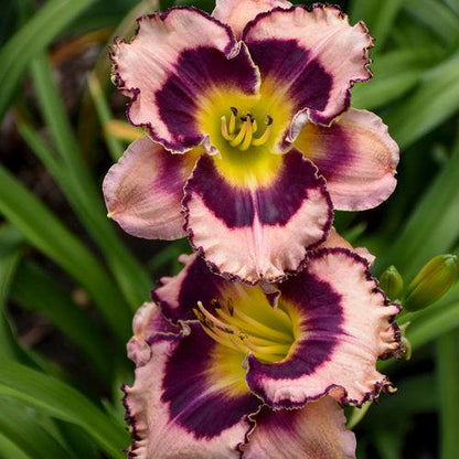 Hemerocallis 'Sound of My Heart'  - Rainbow Rhythm® Sound of My Heart Daylily