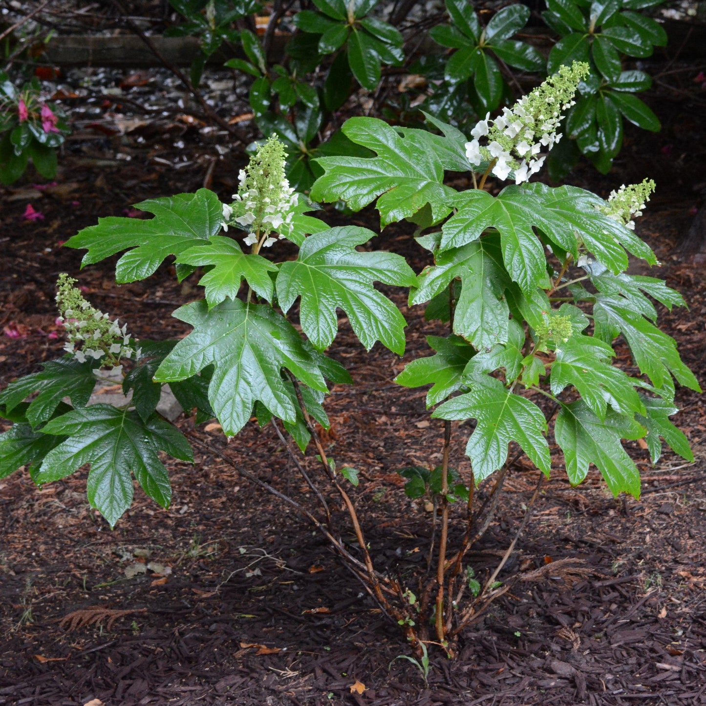 Hydrangea quercifolia 'Alice'  - Alice Oakleaf Hydrangea