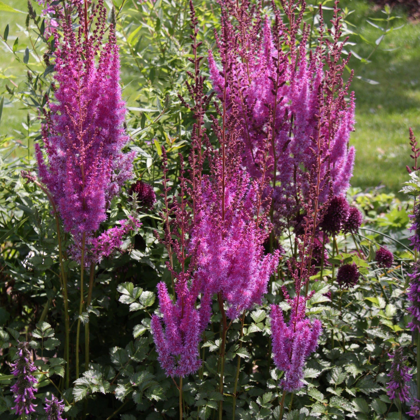 Astilbe chinensis 'Purpurkerze'  - Purple Candles Chinese Astilbe