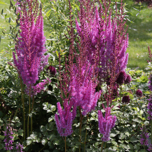 Astilbe chinensis 'Purpurkerze'  - Purple Candles Chinese Astilbe