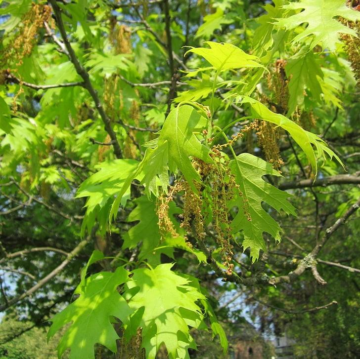 Quercus coccinea  - Scarlet Oak
