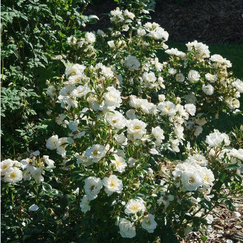 Rosa 'Bozmillwin' PP28197   - PW® Color Choice® Oso Easy Ice Bay® Rose