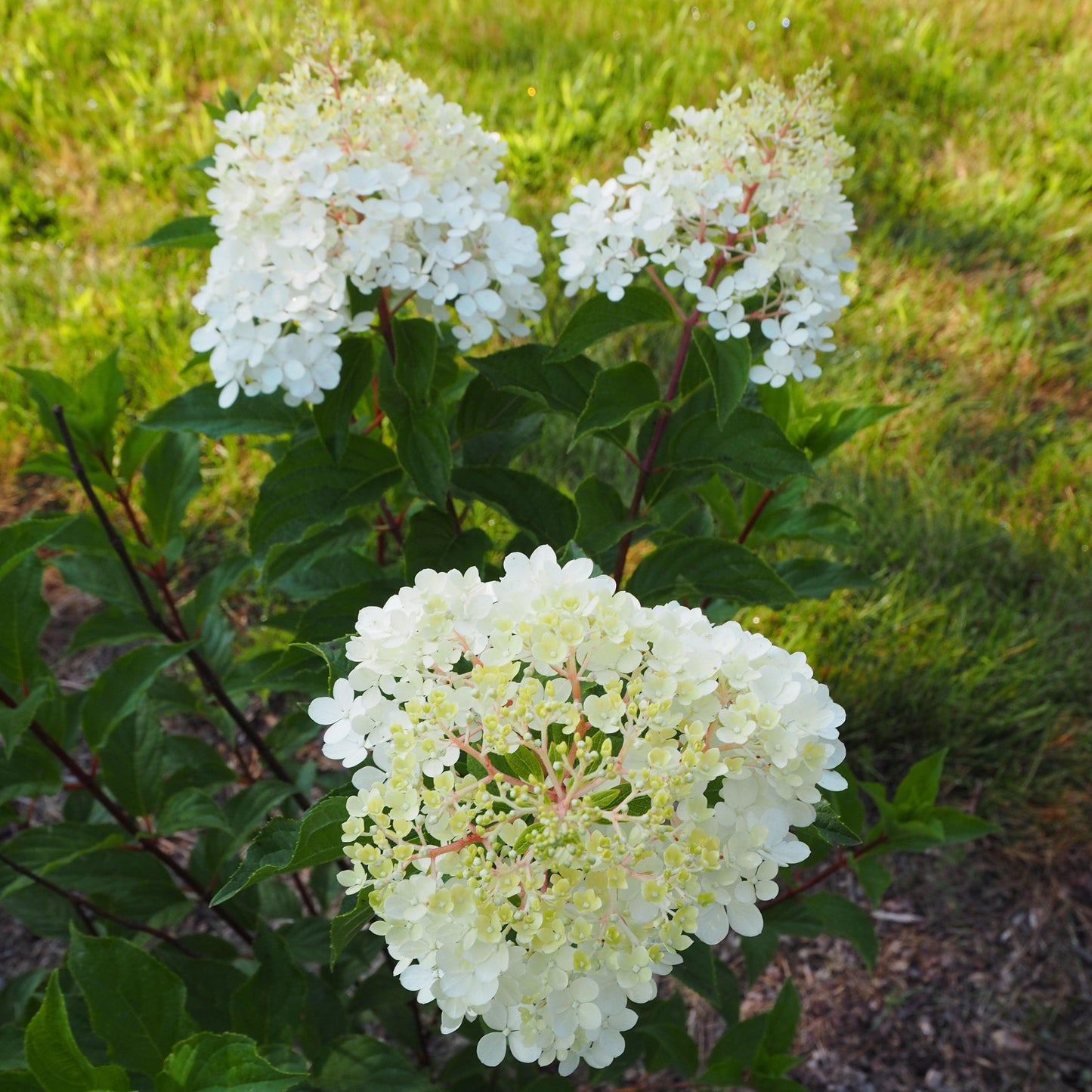 Hydrangea paniculata 'Renhy'  - First Editions® Vanilla Strawberry™ Hydrangea
