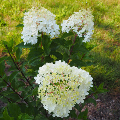 Hydrangea paniculata 'Renhy'  - First Editions® Vanilla Strawberry™ Hydrangea