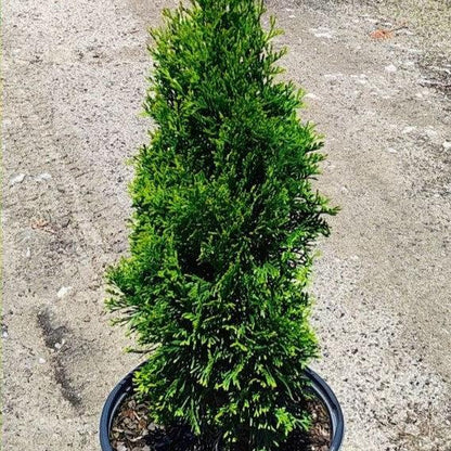 Thuja occidentalis 'Art Boe' PP22,174  - North Pole® Arborvitae