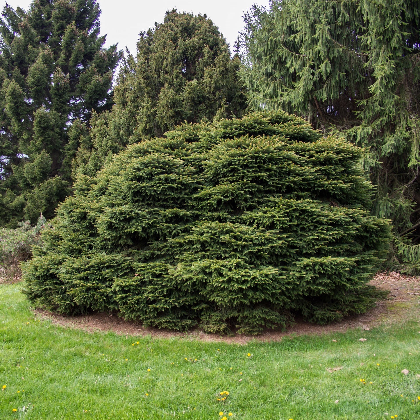 Picea abies 'Nidiformis'  - Bird's Nest Spruce