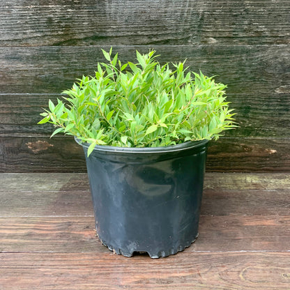 Deutzia gracilis 'Nikko'  - Dwarf Nikko Deutzia