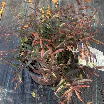 Leucothoe keiskei 'Opstal 50'  - Burning Love™ Leucothoe