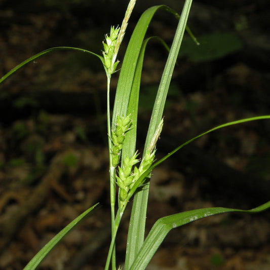 Carex amphibola  - Creek Sedge