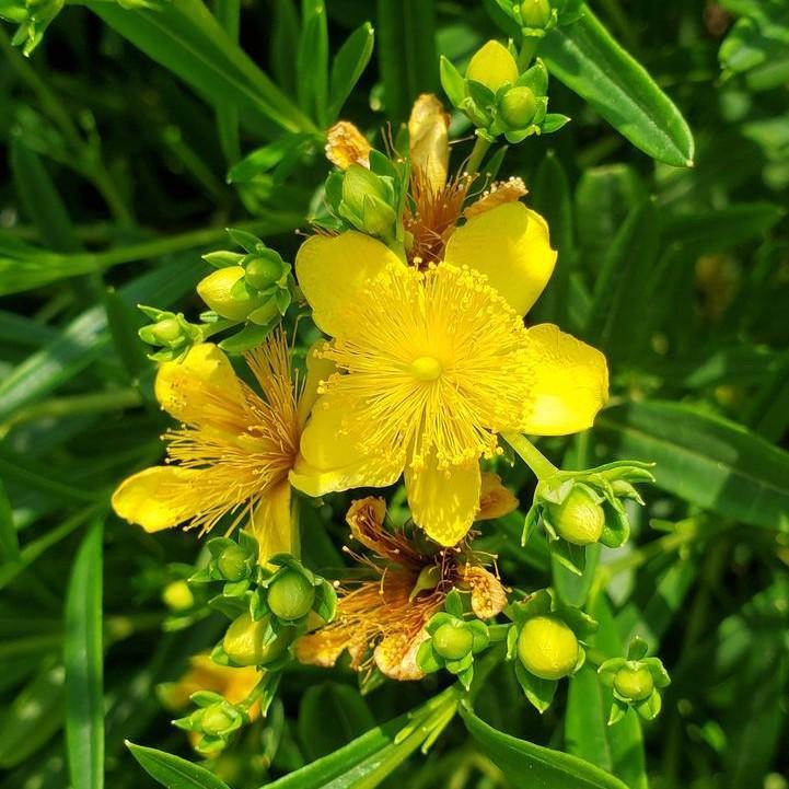 Hypericum kalmianum 'Gemo'  - Gemo St. John's Wort
