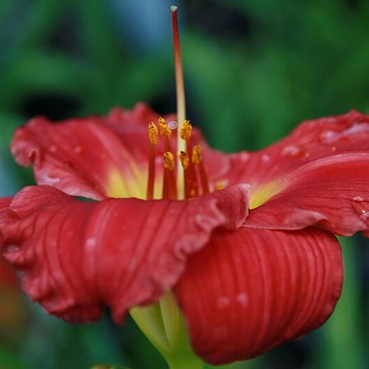 Hemerocallis 'Red Hot Returns'  - Red Hot Returns Daylily