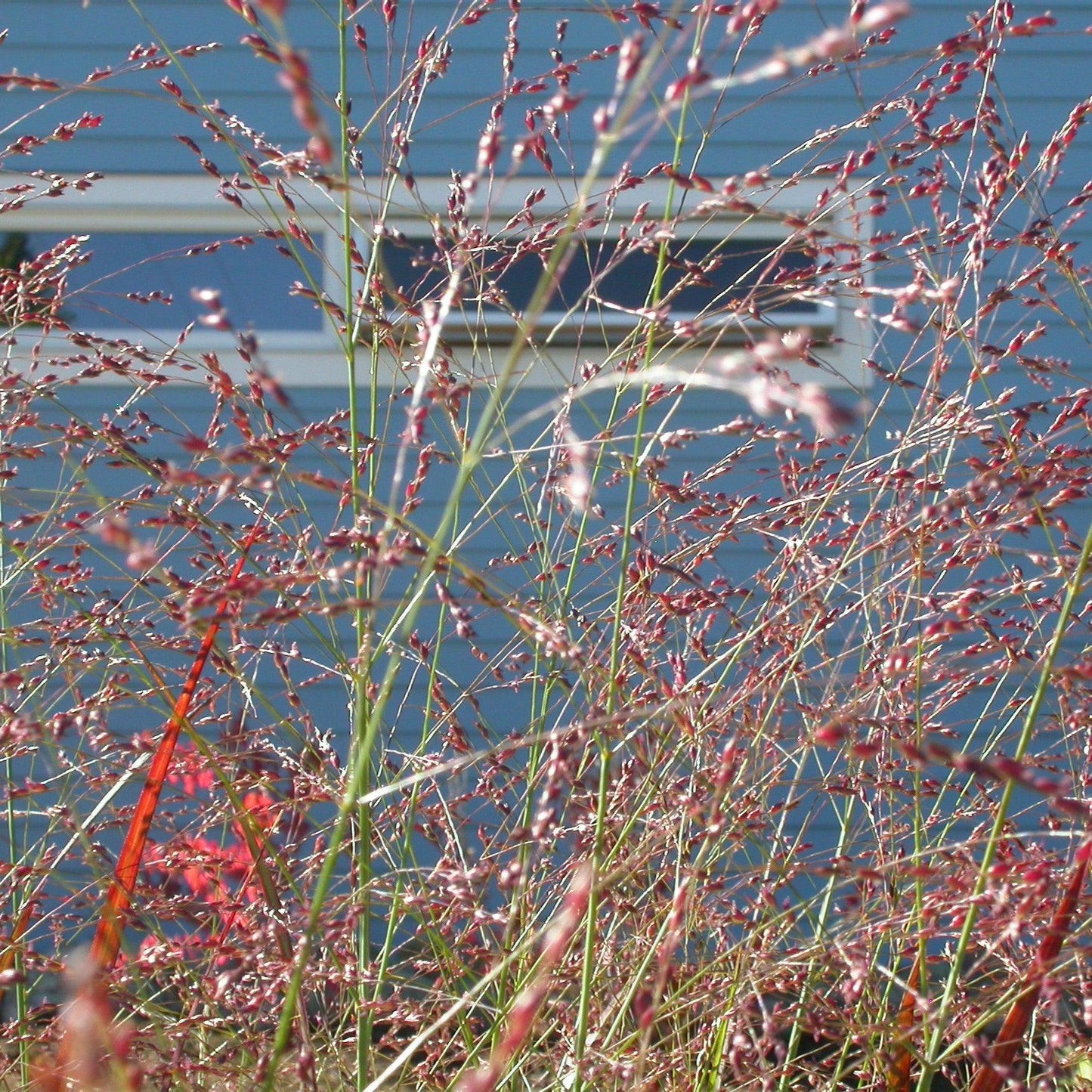 Panicum virgatum 'Red Flame'  - Red Flame Switch Grass