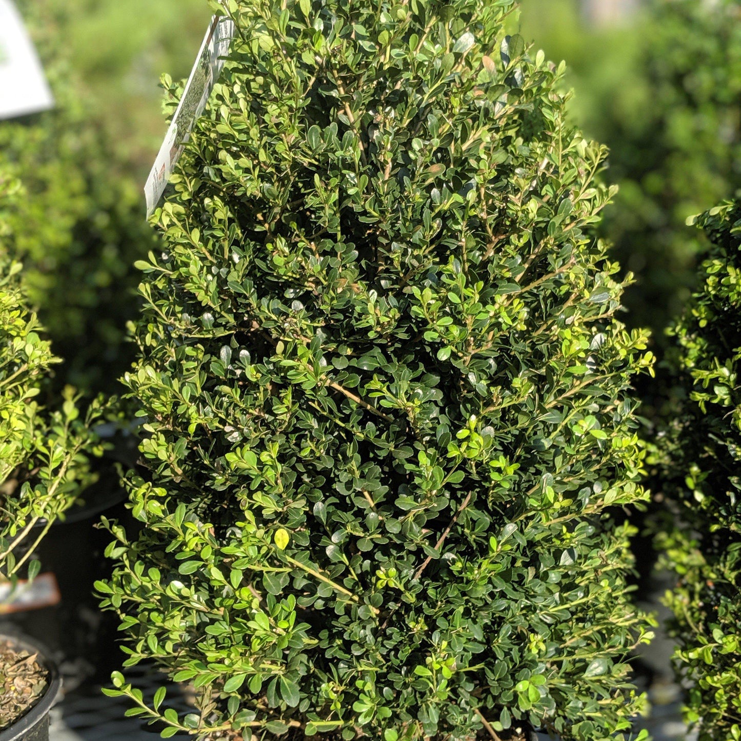 Ilex crenata 'Compacta'  - Compact Japanese Holly