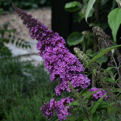 Buddleia davidii 'SMNBDBT' PP#28,794  - Pugster Blue® Dwarf Butterfly Bush