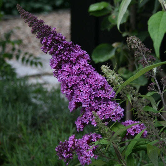 Buddleia davidii 'SMNBDBT' PP#28,794  - Pugster Blue® Dwarf Butterfly Bush