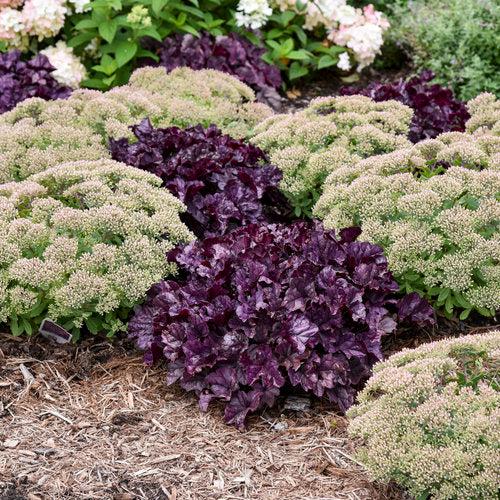 Heuchera 'Wildberry'  - Dolce® Wildberry Heuchera