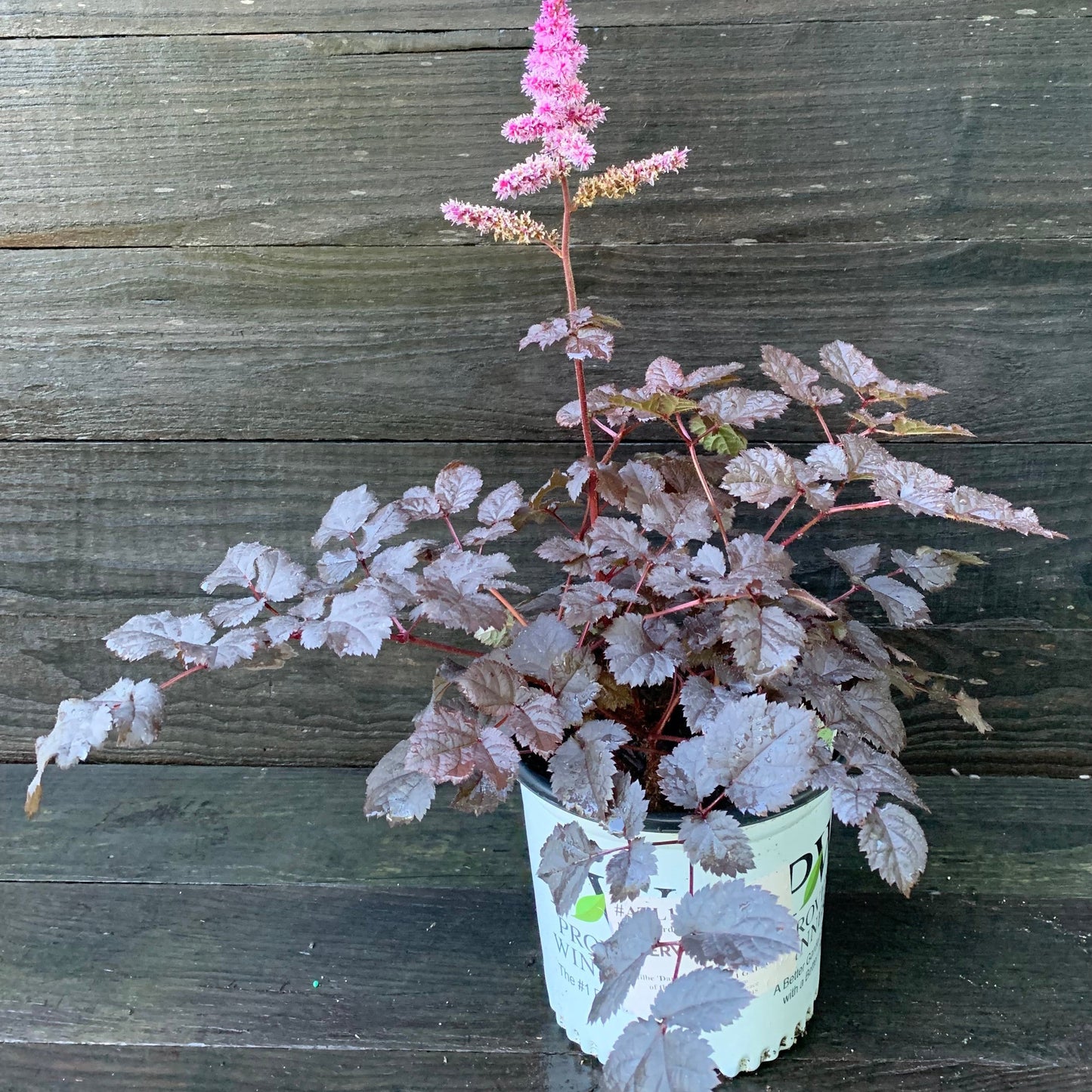 Astilbe 'Dark Side of the Moon'  - Dark Side of the Moon Astilbe