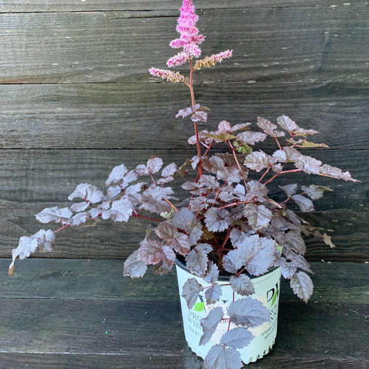 Astilbe 'Dark Side of the Moon'  - Dark Side of the Moon Astilbe