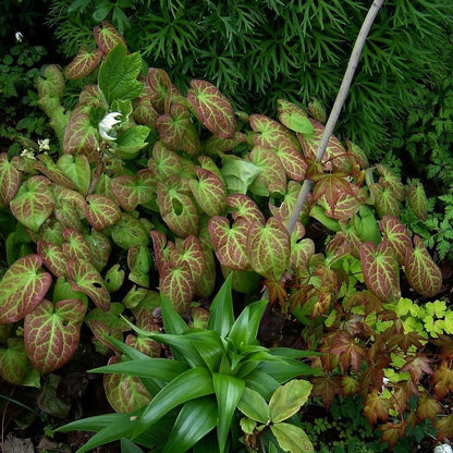 Epimedium versicolor 'Sulphureum'  - Sulphureum Bishop's Hat