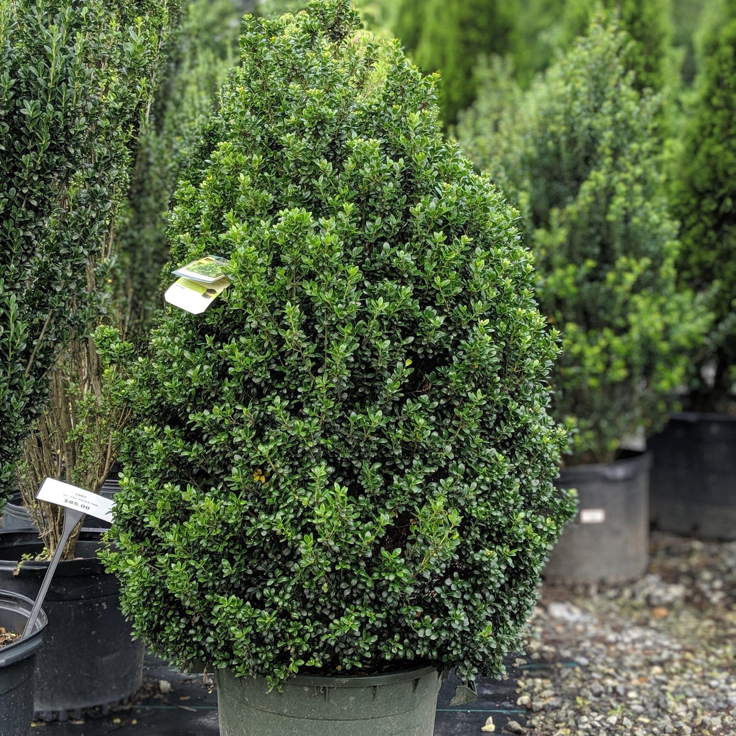 Ilex crenata 'Steeds'  - Steeds Upright Japanese Holly