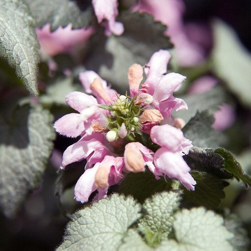 Lamium maculatum 'Pink Pewter'  - Pink Pewter Deadnettle