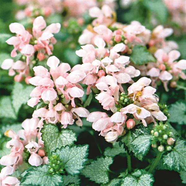 Lamium maculatum 'Pink Pewter'  - Pink Pewter Deadnettle
